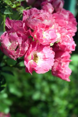 daha önce evin bahçesinde çiçekler