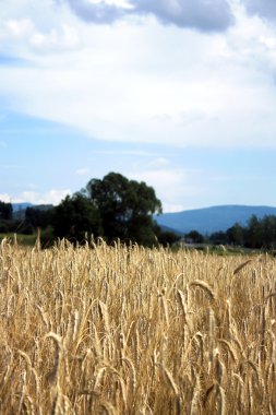 dağ manzarası üzerinde göster