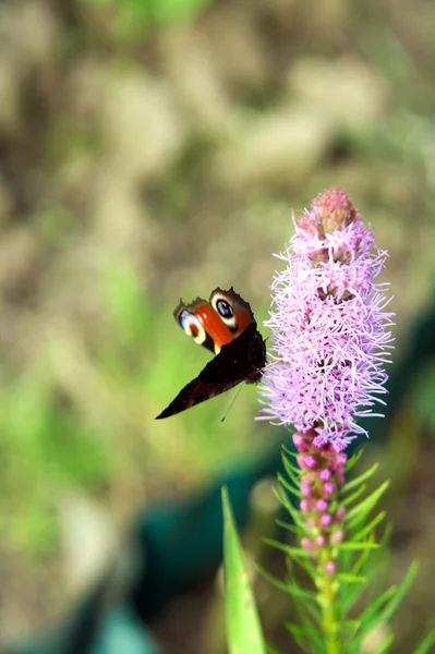 Flor — Foto de Stock