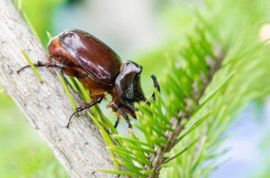 çam üzerinde gergedan böceği (oryctes nasicornis)