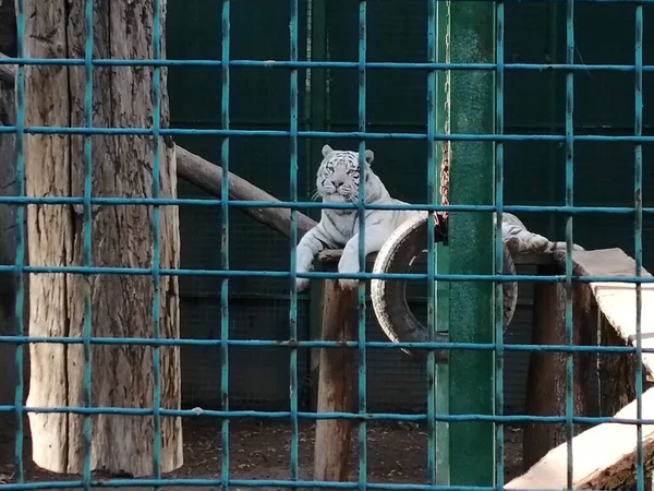 White Tiger Kharkiv Zoo Ukraine — Fotografia de Stock