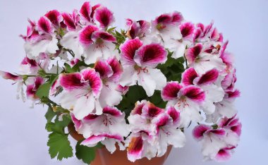 Pelargonium grandiflorum - Regal pelargonium. In a pot. White petals with pink and purple spots. Burgundy stamens and pistils with orange pollen are visible. Golden ratio proportion. Full color.