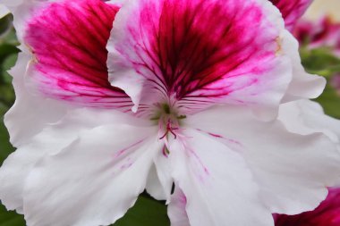 Pelargonium grandiflorum - Regal pelargonium. One flower head. White petals with pink and purple spots. Burgundy stamens and pistils with orange pollen are visible. Full color.