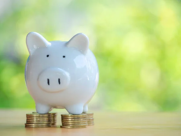 White Piggy Bank Gold Coins Stack Rows Placed Wooden Table — Stok fotoğraf