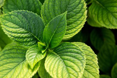 Taze yeşil yapraklar. Sulu yeşil bitkilerle güzel bir arka plan. Kapatın. Yeşil desen açık havada