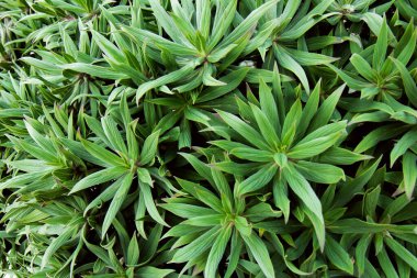 Genç yeşil yapraklarla yapılmış güzel bir arka plan. Parlak sulu yeşil bitkiler. Kapat.