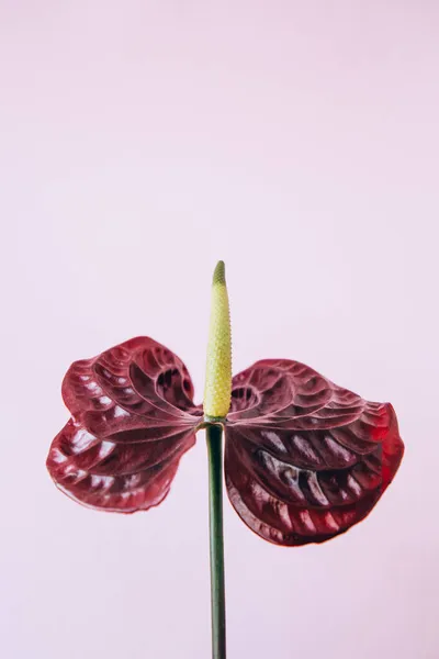 Vacker Röd Flamingo Anthurium Bordo Blomma Isolerad Rosa Bakgrund Vertikalt — Stockfoto