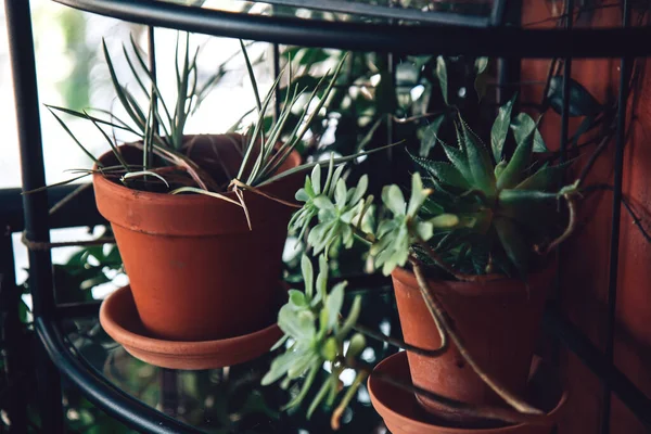 Terracotta Flower Pots Evergreens Veranda Houseplants Home Decor — Zdjęcie stockowe