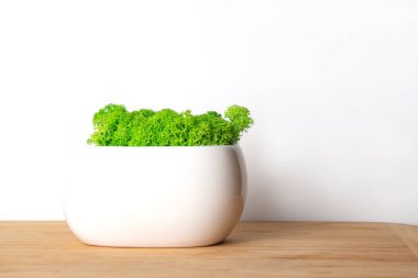 Beautiful white ceramic pot with bright green decorative moss on a white background
