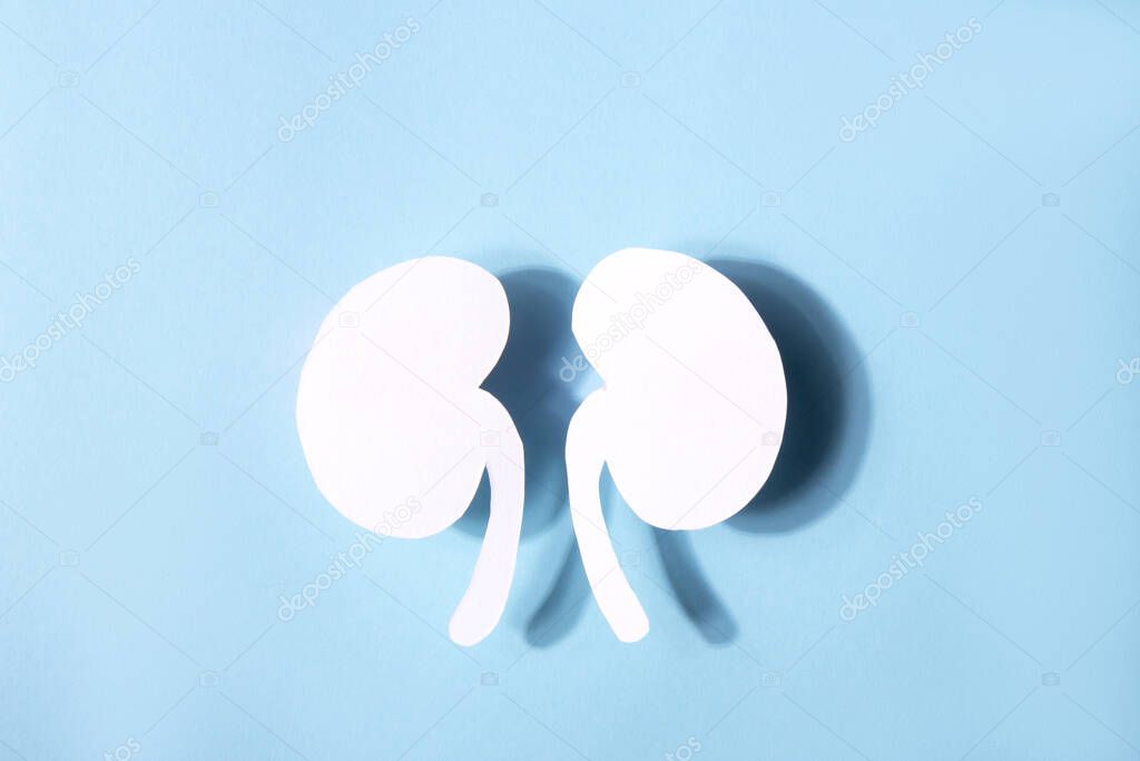 Model of a human kidney shaped white paper on a blue background. World kidney day