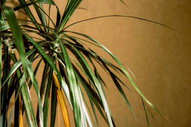 Kapalı alanda güneşte her zaman yeşil saksı bitkisi. Ev bitkisi