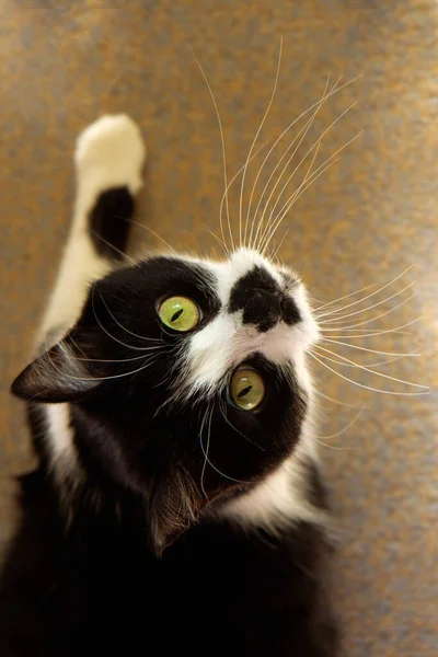 Lustige Katze Mit Schönen Großen Augen Schöne Flauschige Katze Flauschiges — Stockfoto