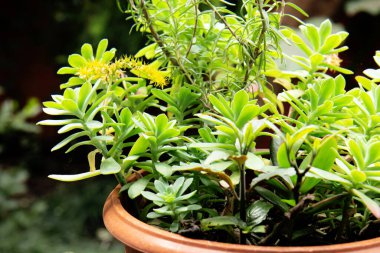 Güzel yayılan çalı. Parlak sulu yeşil bitkiler. Kapat.