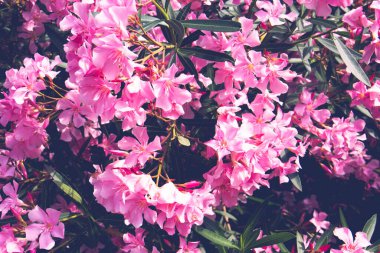 Oleander çiçekleri yaz mevsiminde. Ağaç dalında güzel pembe çiçekler