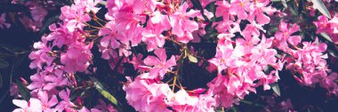 Oleander çiçekleri yaz mevsiminde. Ağaç dalında güzel pembe çiçekler. Pankart