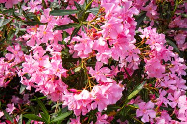 Oleander çiçekleri yaz mevsiminde. Ağaç dalında güzel pembe çiçekler