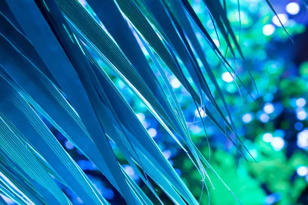 Blue palm leaves in the sun. Beautiful summer botanical background