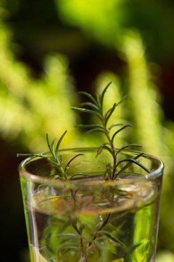 Yeşil bir arka planda limonlu soğuk vitamin içeceği ve biberiye filizi. Yan görünüm