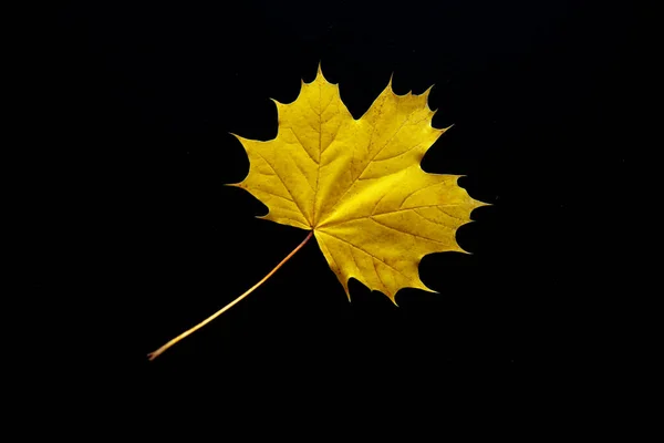 Φθινοπωρινό Κίτρινο Φύλλο Μαύρο Φόντο Φθινοπωρινή Σύνθεση Επίπεδη Φωτογραφία Αρχείου