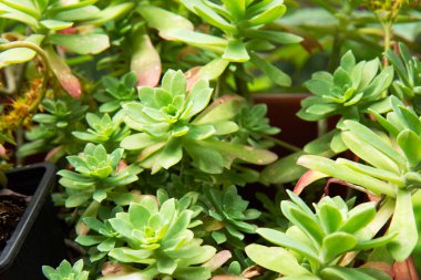 Güneş ışığıyla yayılan güzel çalılar. Parlak sulu yeşil bitkiler. Kapat.