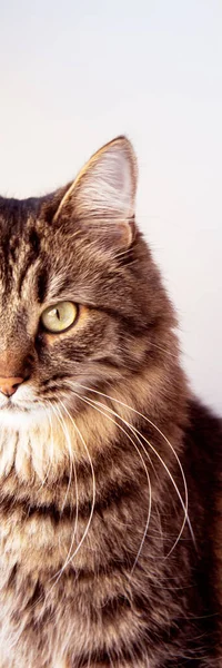 Hermoso Gato Gris Esponjoso Sobre Fondo Blanco Mascotas Gatos Raza — Foto de Stock