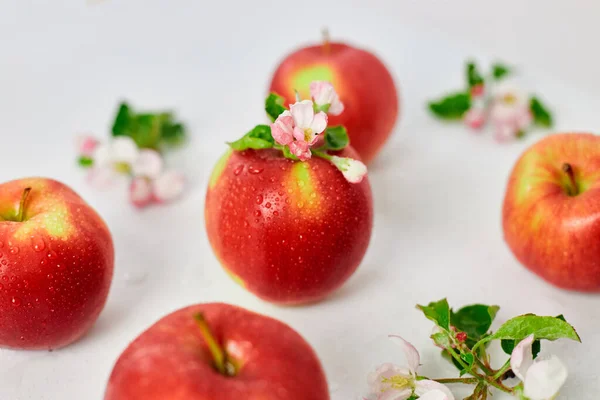 Apple Flowers Ripe Red Apples Flat Lay White Background Fruits — Foto de Stock