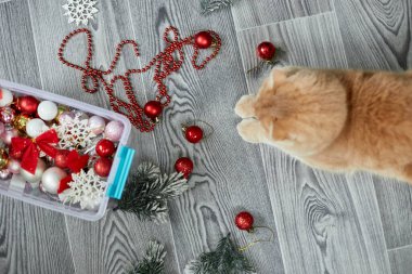 Evde Noel toplarıyla oynayan sevimli bir İngiliz Kedisi, Noel süsleri, Noel kedisi, yeni yıl kedisi.