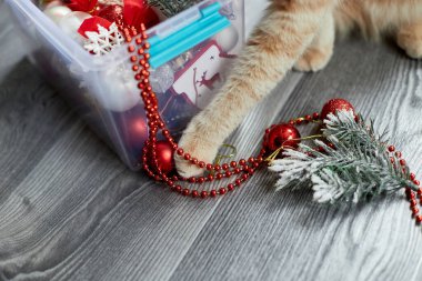 Sevimli sevimli bir İngiliz kedi pençesi evde Noel toplarıyla oynuyor, Noel süsleri, Noel kedisi