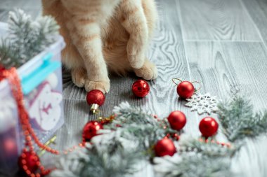 Sevimli sevimli bir İngiliz kedi pençesi evde Noel toplarıyla oynuyor, Noel süsleri, Noel kedisi