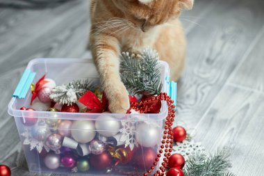 Evde Noel toplarıyla oynayan sevimli bir İngiliz Kedisi, Noel süsleri, Noel kedisi, yeni yıl kedisi.