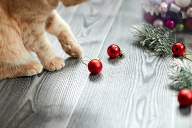 Sevimli sevimli bir İngiliz kedi pençesi evde Noel toplarıyla oynuyor, Noel süsleri, Noel kedisi