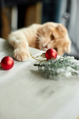 Evde Noel toplarıyla oynayan sevimli bir İngiliz Kedisi, Noel süsleriyle masaya pençe, Noel kedisi, yeni yıl kedisi.