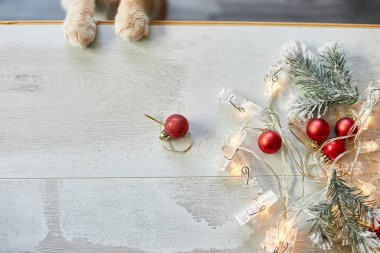 Güzel bir İngiliz kedi pençesi evde Noel toplarıyla oynuyor, Noel süsleri, Noel kedisi, kopyalama alanı.. 