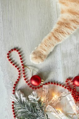 Sevimli sevimli bir İngiliz kedi pençesi evde Noel toplarıyla oynuyor, Noel süsleri, Noel kedisi