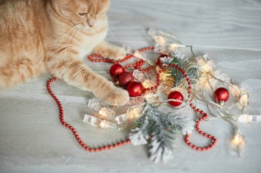 Evde Noel toplarıyla oynayan sevimli bir İngiliz Kedisi, Noel süsleri, Noel kedisi, yeni yıl kedisi.