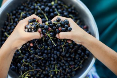 Üst Manzara Çocuk taze toplanmış organik siyah üzümler kasede ev bahçesinde, böğürtlen hasadı.