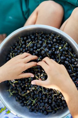 Üst Manzara Çocuk taze toplanmış organik siyah üzümler kasede ev bahçesinde, böğürtlen hasadı.