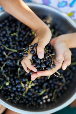 Üst Manzara Çocuk taze toplanmış organik siyah üzümler kasede ev bahçesinde, böğürtlen hasadı.