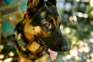 Alman çoban köpeği profili var. Dili çıkık, aşk köpeği, açık hava. Evcil hayvan