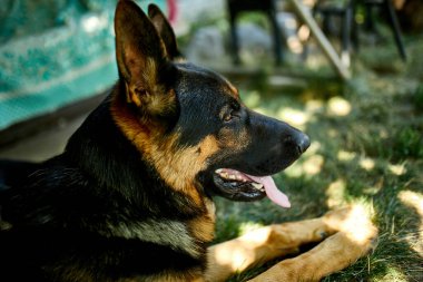 Alman çoban köpeği profili var. Dili çıkık, aşk köpeği, açık hava. Evcil hayvan