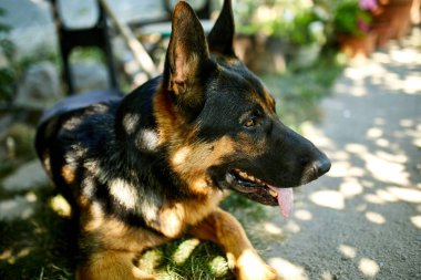 Alman çoban köpeği profili var. Dili çıkık, aşk köpeği, açık hava. Evcil hayvan