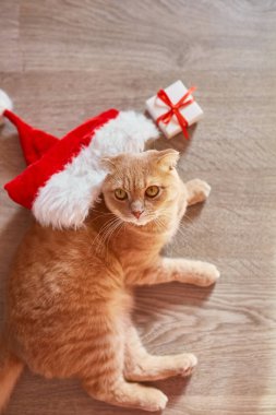 Noel Baba şapkalı şirin kedi, evde yerde kıvranan İngiliz kısa hava kedisi, şenlikli Noel dekoru. Sevgili hayvan üst görünümü.