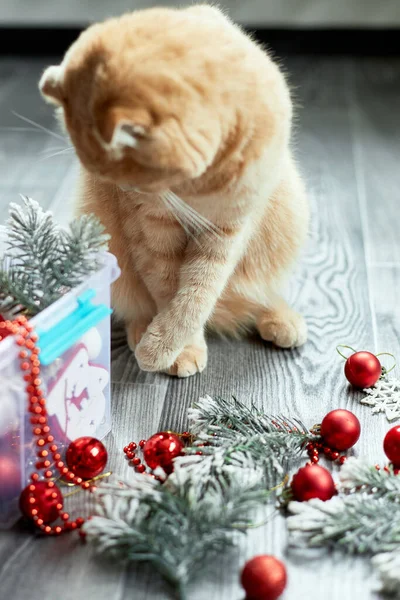 Evde Noel Toplarıyla Oynayan Sevimli Bir Ngiliz Kedisi Noel Süsleri — Stok fotoğraf