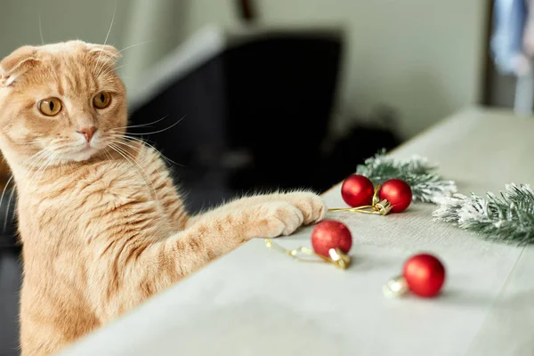 Evde Noel Toplarıyla Oynayan Sevimli Bir Ngiliz Kedisi Noel Süsleriyle — Stok fotoğraf