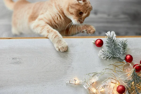 Gato Británico Adorable Lindo Que Juega Con Bolas Navidad Casa — Foto de Stock