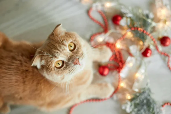 Симпатичная Симпатичная Британская Кошка Играет Шариками Дома Рождественские Украшения Рождественская — стоковое фото