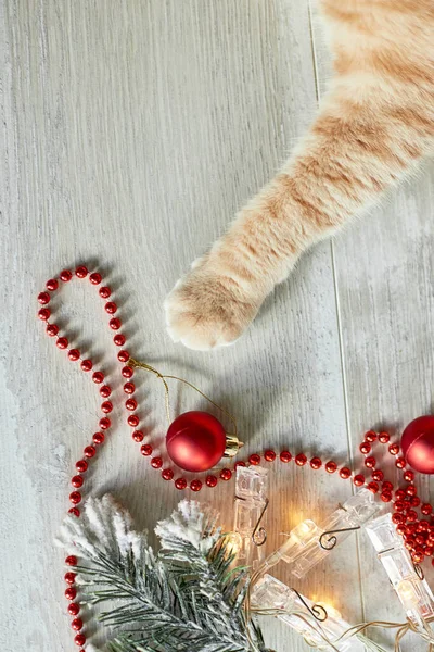 Sevimli Sevimli Bir Ngiliz Kedi Pençesi Evde Noel Toplarıyla Oynuyor — Stok fotoğraf