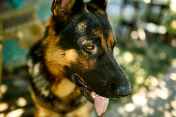 Alman çoban köpeği profili var. Dili çıkık, aşk köpeği, açık hava. Evcil hayvan