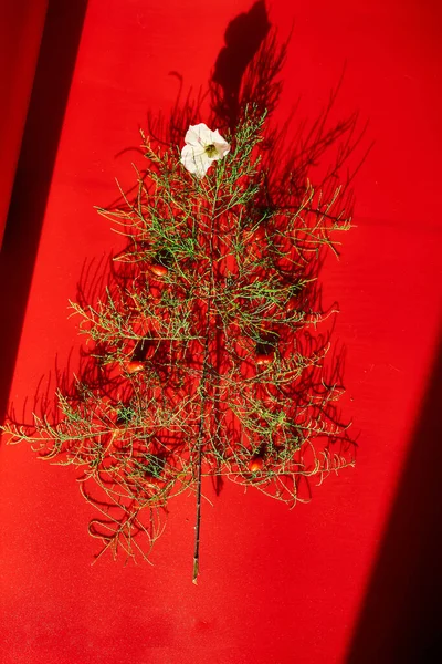 Flat Lay Of needle Leaves In A Shape Of A Christmas Tree with flower and berries, Christmas tree decorated on a red background