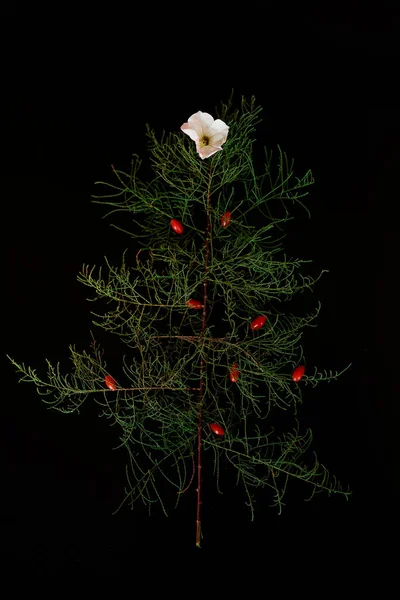 Flat Lay Of needle Leaves In A Shape Of A Christmas Tree with flower and berries, Christmas tree decorated on a black background